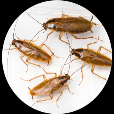 Cockroach