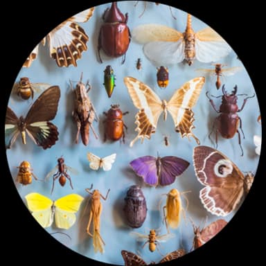 Household Crawling Insects