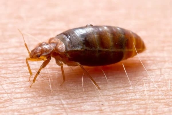 Bed Bug Management