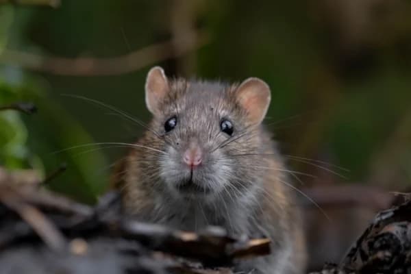 Rodent Control & Monitoring