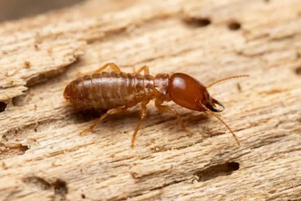 Termite Protection