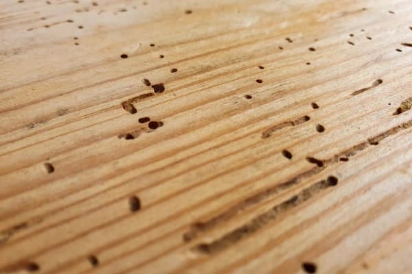 Syringe Wood Injection Treatment