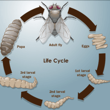 Fly Life Cycle
