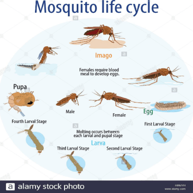 Mosquito Life Cycle