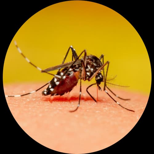 Mosquito Pest Control