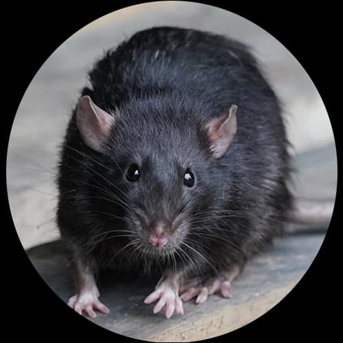 Rodent Pest Control