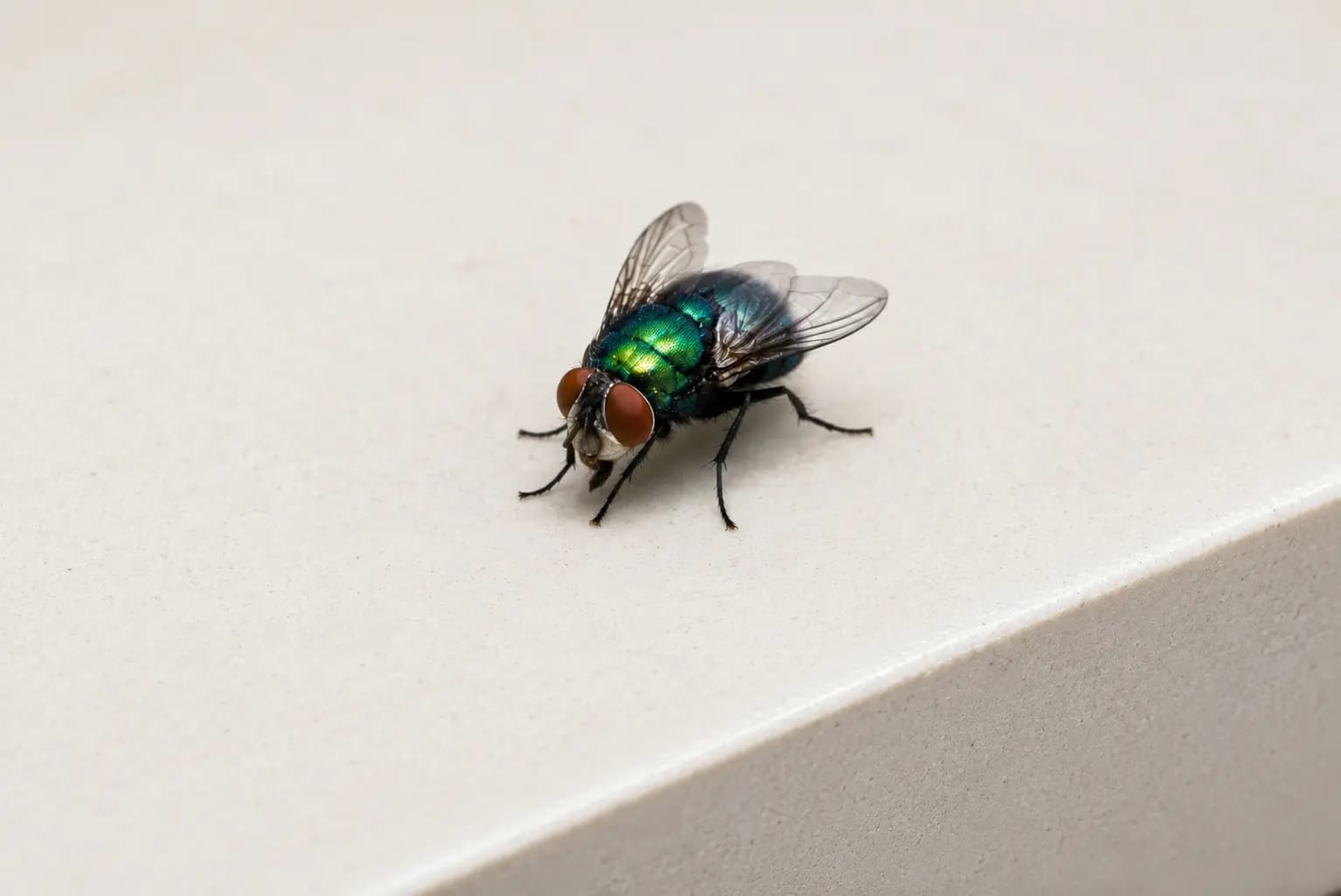 Blow Flies